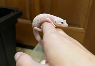 Leucistic juvenile leopard gecko