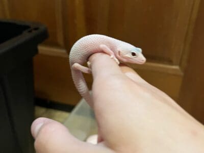 Leucistic juvenile leopard gecko