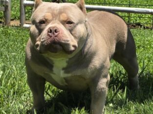 PURE BRED AMERICAN BULLY LILAC MALE