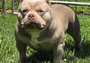 PURE BRED AMERICAN BULLY LILAC MALE