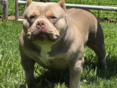 PURE BRED AMERICAN BULLY LILAC MALE