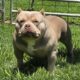 PURE BRED AMERICAN BULLY LILAC MALE