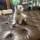 Westie puppies. AKC