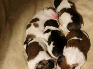 Shih Tzu puppies