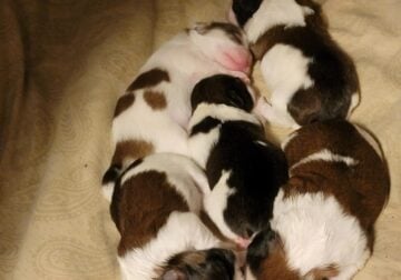 Shih Tzu puppies