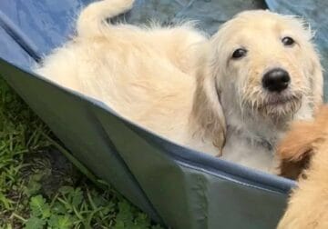 Goldendoodle Puppies- Jazzy and Squeaker