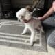Male Miniature Standard Poodle