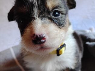 AKC Pembroke Welsh Corgi Puppies