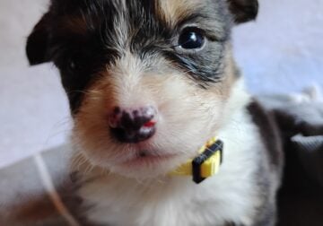 AKC Pembroke Welsh Corgi Puppies