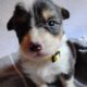 AKC Pembroke Welsh Corgi Puppies