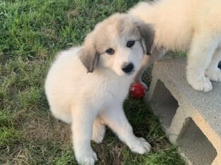 Anatolian/Great Pyrenees Puppy