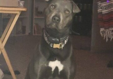 Rehoming Chinese Shar-Pei Mix