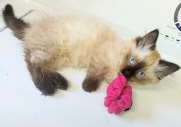 Biscuit the munchkin