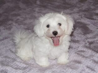 Cotonese Puppies, Coton de Tulear/Maltese