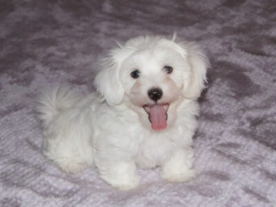 Cotonese Puppies, Coton de Tulear/Maltese
