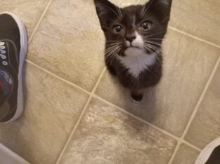 Tuxedo Kitten needs good home.