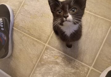Tuxedo Kitten needs good home.