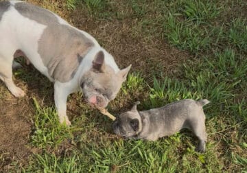 French Bulldog puppies
