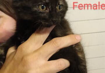 free kittens