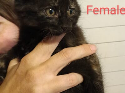 free kittens