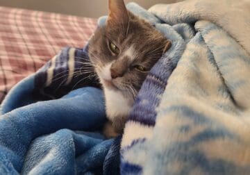 Male Cat, 9 yrs old looking to Rehome