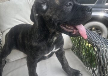 Cane Corso AKC & Iccf