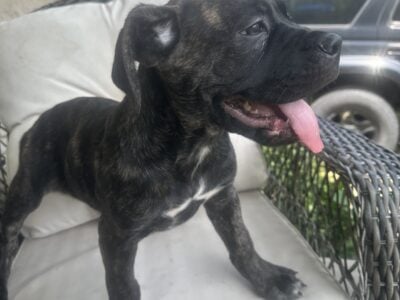 Cane Corso AKC & Iccf