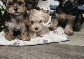 Schnoodle