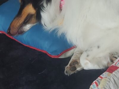 Sheltie, F, 11mos, TriColor Mostly White!