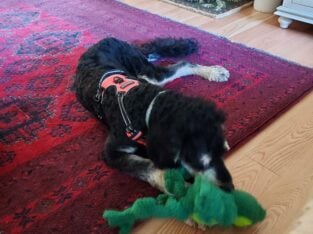 Bernedoodle