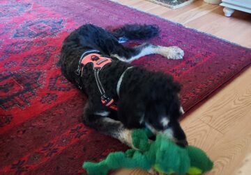 Bernedoodle