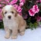 MINI AUSSIEDOODLE MALES