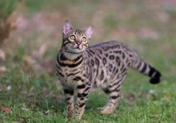 Adult Bengal Female