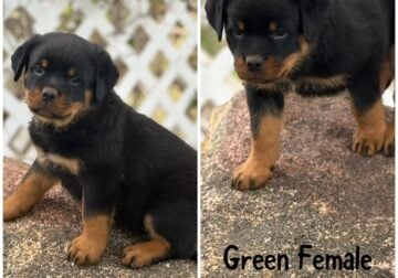 AKC Rottweiler Puppies