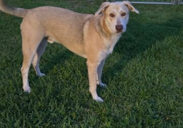 LAB/Mix Male 18 mo old neutered/obedient