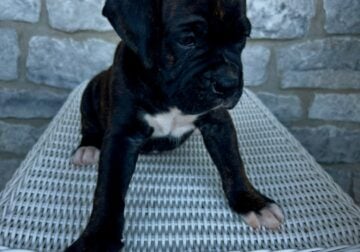 AKC Boxer Puppies