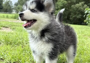 Pomsky