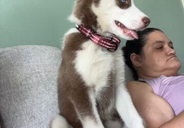 Siberian Husky puppy