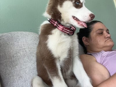 Siberian Husky puppy