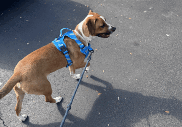 Dutch (URGENT)