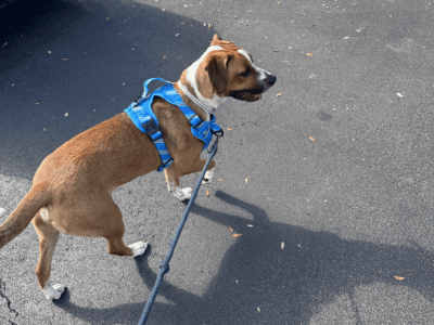 Dutch (URGENT)