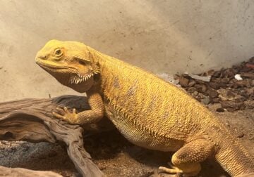For sale: Bearded Dragon with all accessories