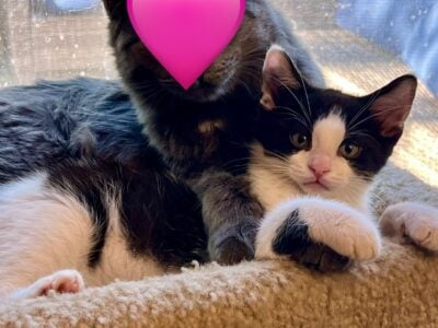 Female kitten – black and white