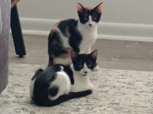 Kittens