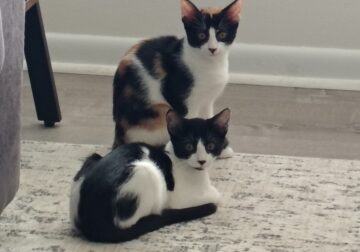 Kittens