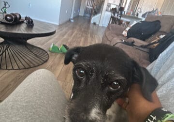 Cute and kind dogs need a new home