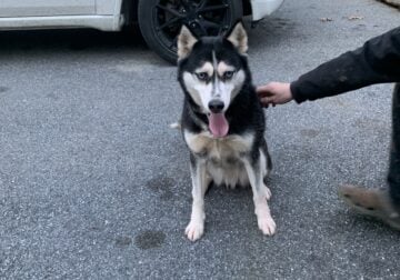Huskie for Adoption