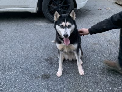Huskie for Adoption