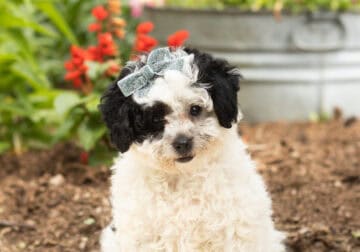 AKC toy poodle female puppy in Indiana (Sunshine)