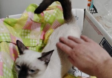 beautiful pure bred rag doll kitten for sale